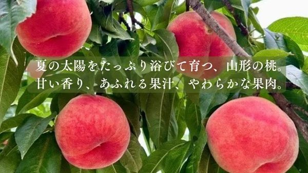 『山形完熟桃のフルーツポンチッチ』が「Makuake」で発売。山形桃が主役！