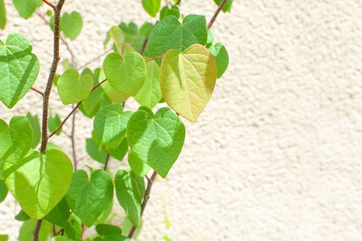 庭 出世運 上がる 上に延びる植物