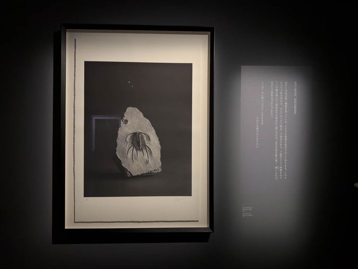 化石