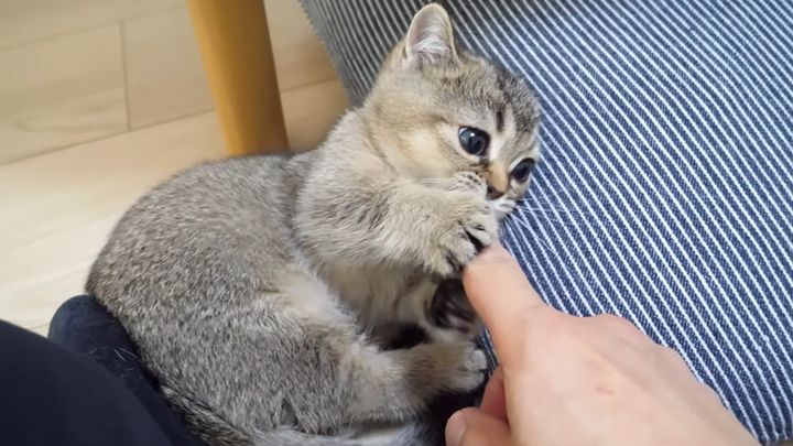 指と遊ぶ子猫