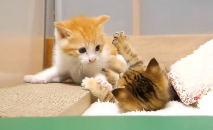無邪気に遊ぶ子猫達