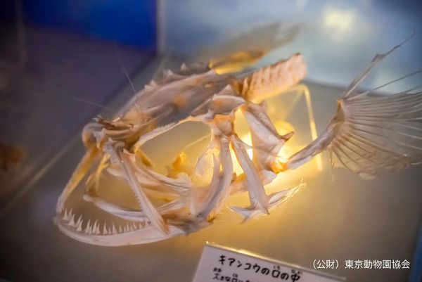 【東京都江戸川区】葛西臨海水族園で、子どもも大人も楽しめるイベント「水族園で夕涼み」開催！