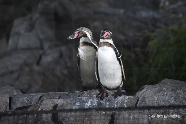 【東京都江戸川区】葛西臨海水族園で、子どもも大人も楽しめるイベント「水族園で夕涼み」開催！