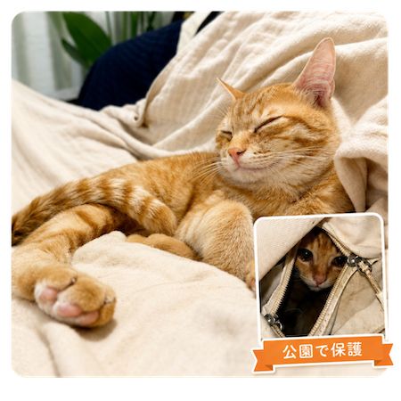 猫専用レンタルキャンピングカー「にゃんぴんぐCar」登場。猫と出かける新しい選択肢