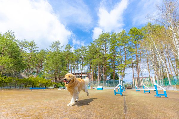 【山梨県富士河口湖町】フジプレミアムリゾート、愛犬と楽しむ夏季プログラム実施！BBQにヨガなど