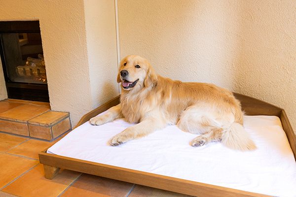 【山梨県富士河口湖町】フジプレミアムリゾート、愛犬と楽しむ夏季プログラム実施！BBQにヨガなど