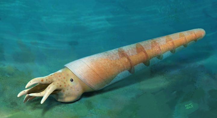 最古の頭足類は米粒より小さく、5億2000万年前に生きていた