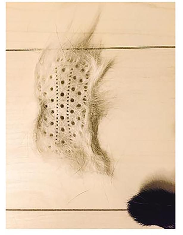 ブラシの形の抜け毛 （C）卵山玉子／KADOKAWA