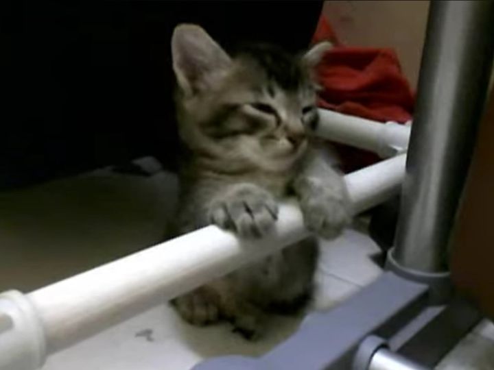 必死に眠気と戦う子猫！