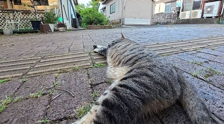 ゴロンと横になる猫
