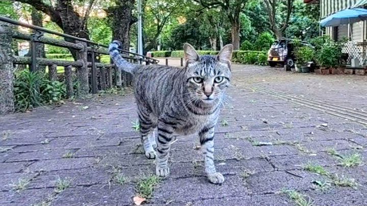 一直線に近づいてきた猫