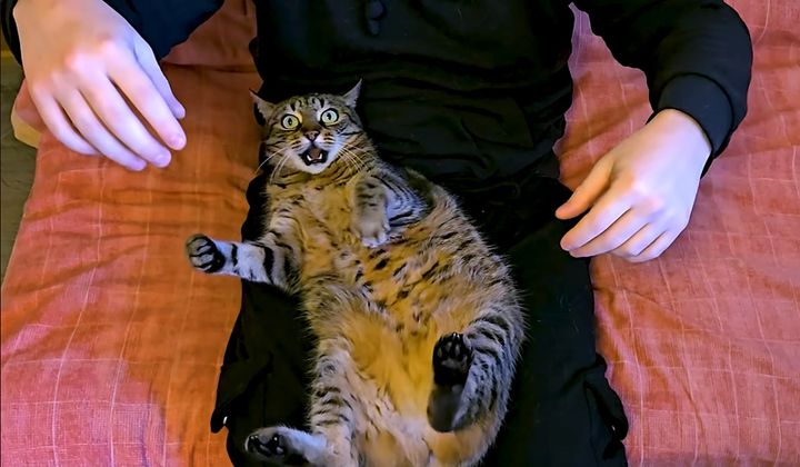 膝の上の猫