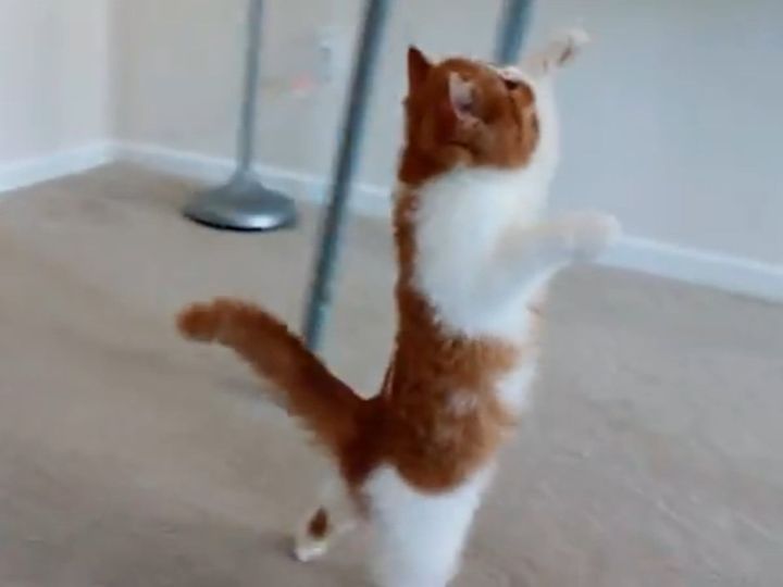 エキゾチックショートヘアの子猫、愛らしいステップを踏む！