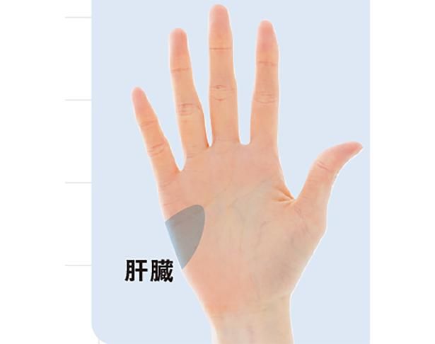 代謝や解毒に関わる肝臓の働きをサポート 撮影／山上 忠
