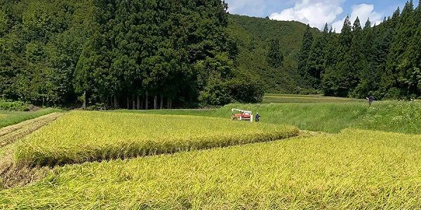 新潟県産コシヒカリ「笑みひかり米」が1,635名に当たるキャンペーンを本髙砂屋が開催