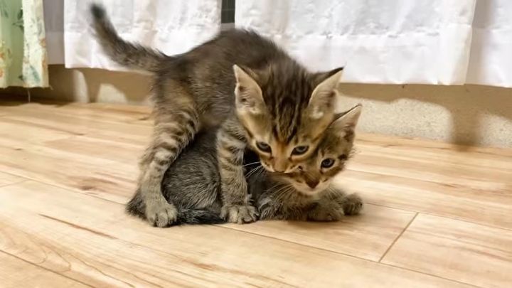 元気に遊ぶ子猫たちが突然の電池切れ……？