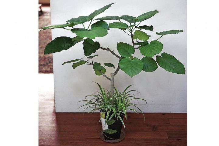 室内が室内をすっきり見える【観葉植物の寄せ植え】2アイデア｜線・面・点で整える吉谷桂子さんのコツ