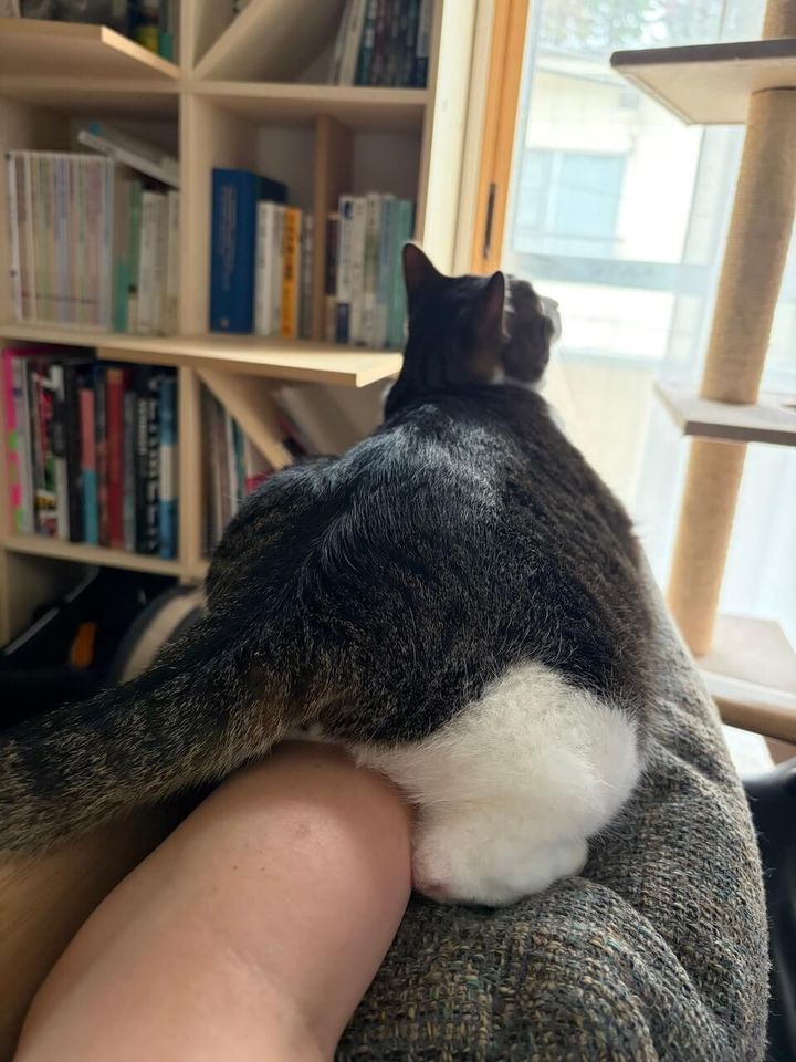 飼い主さんの腕の上にまたがって座るティニーくん