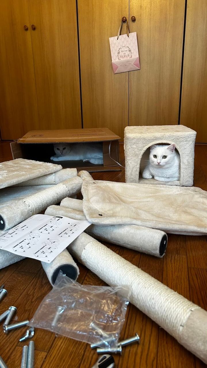 障子の開いた窓から外を眺める猫ちゃん