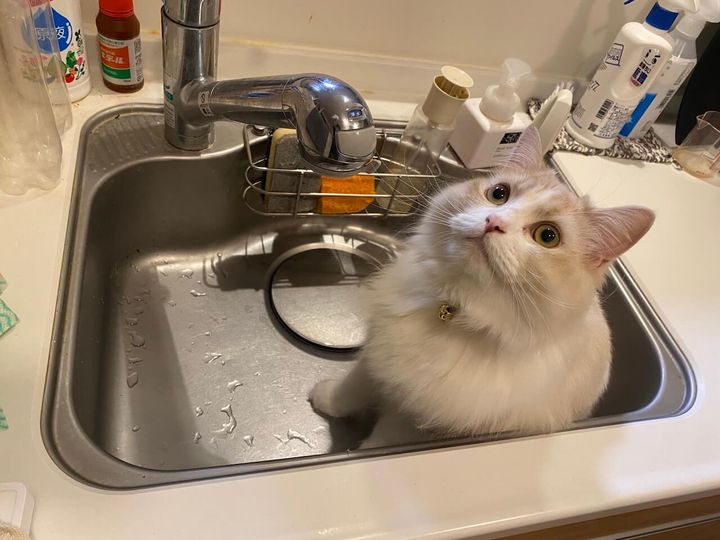 シンクの中で寝起きの猫ちゃん