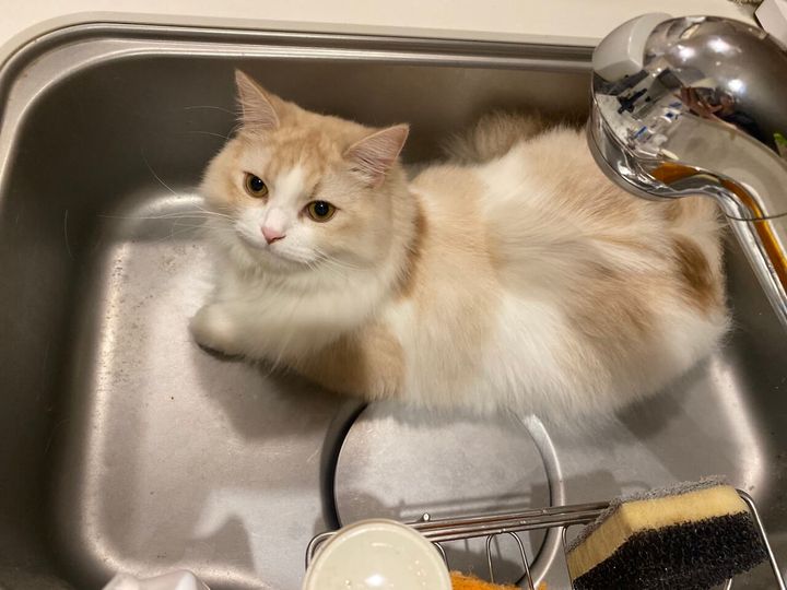 シンクの中で居心地良さそうに座る猫ちゃん
