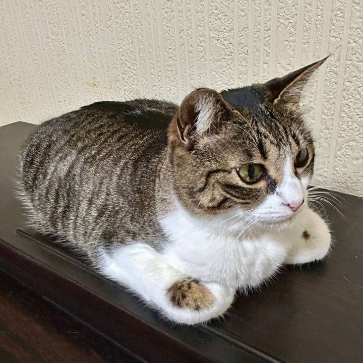変わった香箱座りをする猫のクロエちゃん