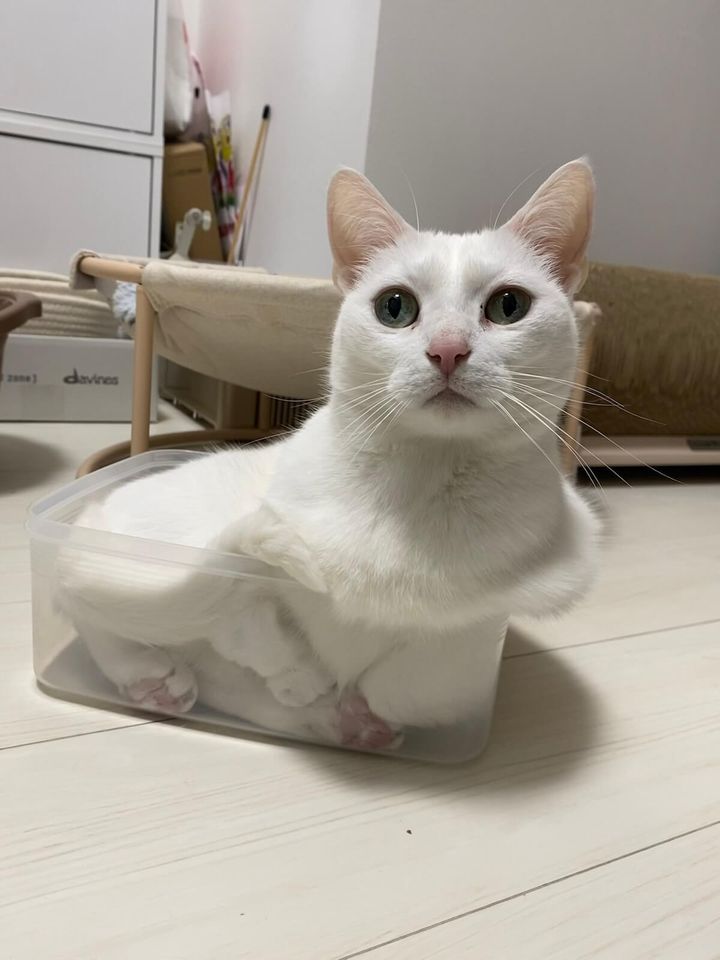 白猫の「うに」くん