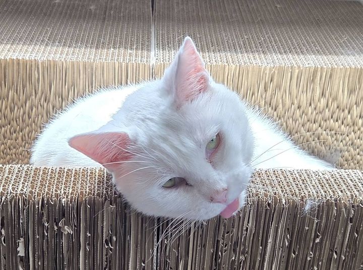 おもちちゃんの撫でて欲しい時の甘え顔