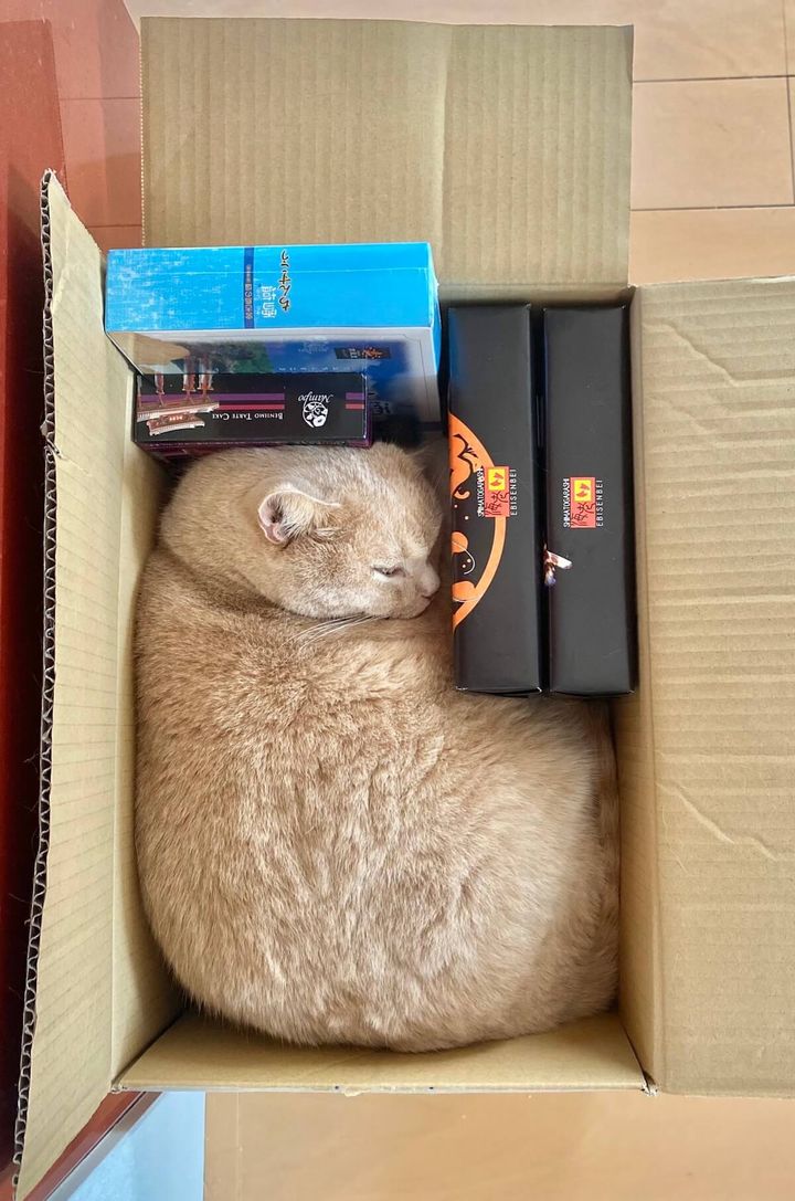 テトリスのブロックみたいに隙間にハマる猫ちゃん