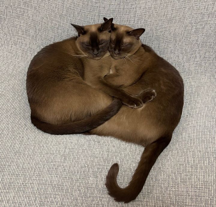 抱き合いながら眠るヨーロピアンバーミーズの兄弟猫