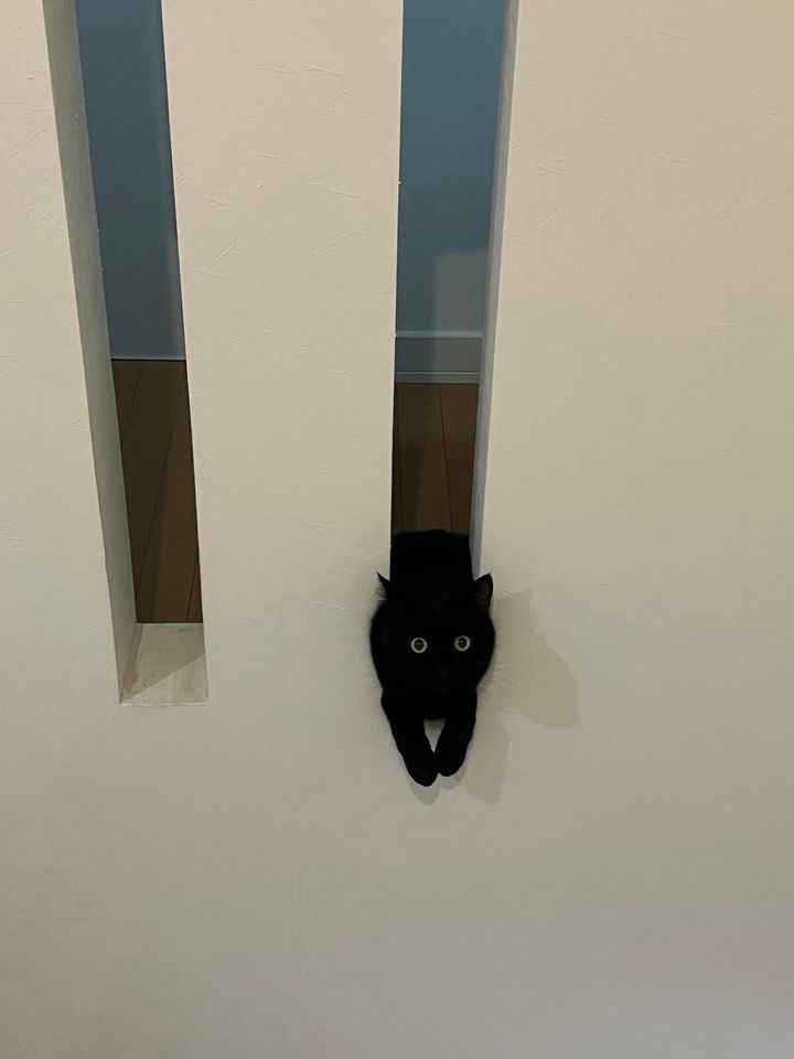 黒猫の空くん