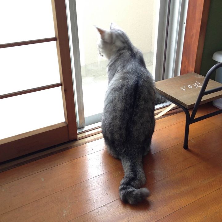 障子の開いた窓から外を眺める猫ちゃん