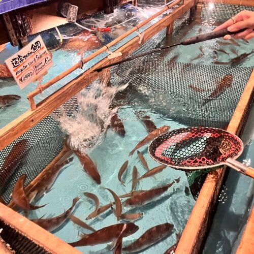 【夏の最強お出かけ穴場】初心者でも5匹釣れてその場で刺身に！大人も大興奮する体験型居酒屋『釣船茶屋ざうお』を120％楽しむための攻略ガイド4選