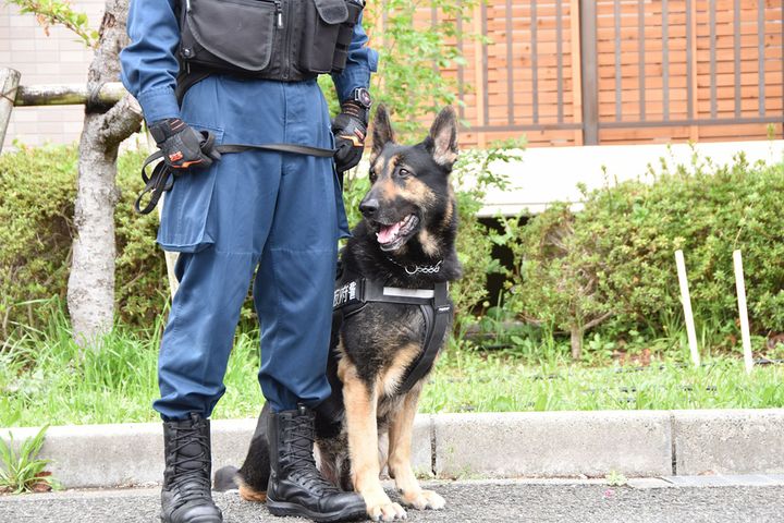 警察犬といえばシェパードを思い浮かべるのでは…？＊