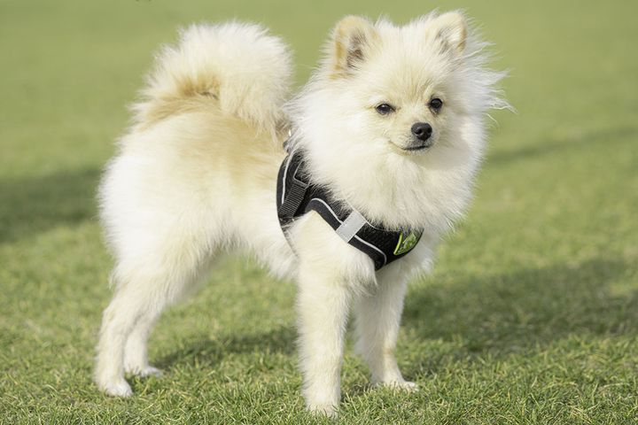 小型犬ならではの強みがある！