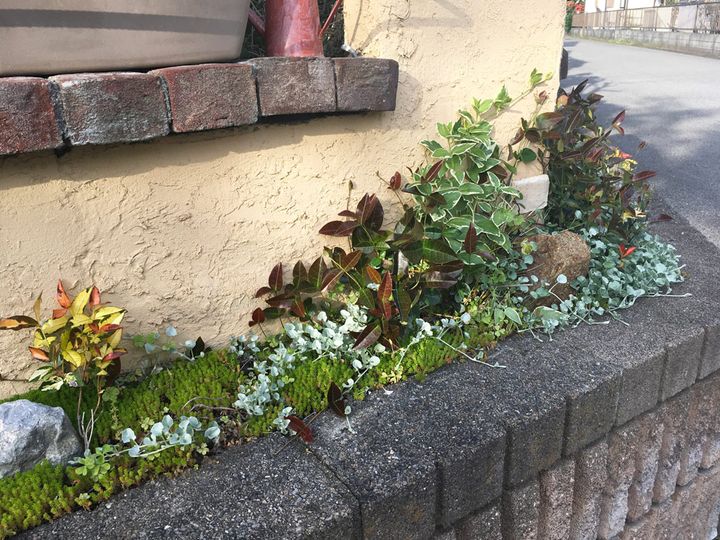 デザインウォールを背景に、カラーリーフやセダム類の美しい葉色が引き立ちます。
