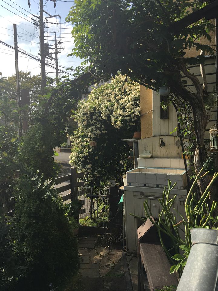 DIYで作った白い水栓流し台。背後には満開のモッコウバラ。