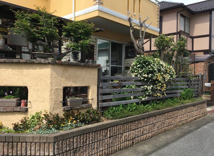 横板張りフェンスとモッコウバラ。