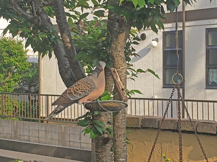 エサ台に留まったハト。