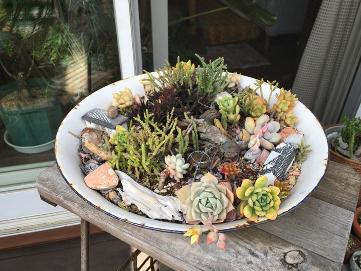 多肉植物をぎゅっと集めたお皿