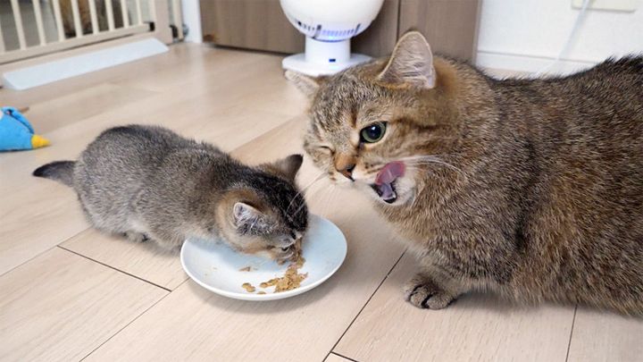ママ猫のご飯まで食べる子猫