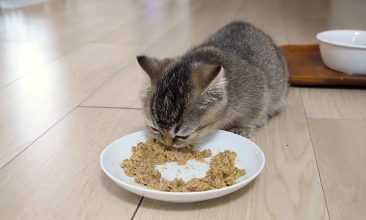ご飯を食べる子猫
