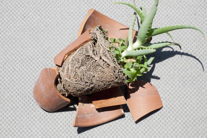 庭 運気 下がる 割れた植木鉢