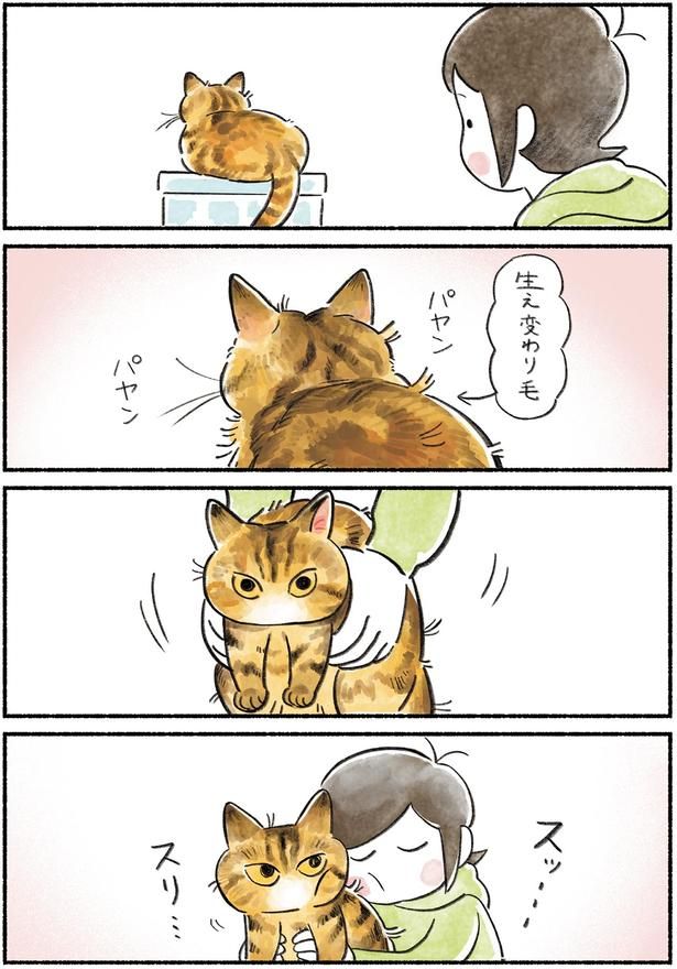 生え変わり毛 （C）山麦まくら／KADOKAWA