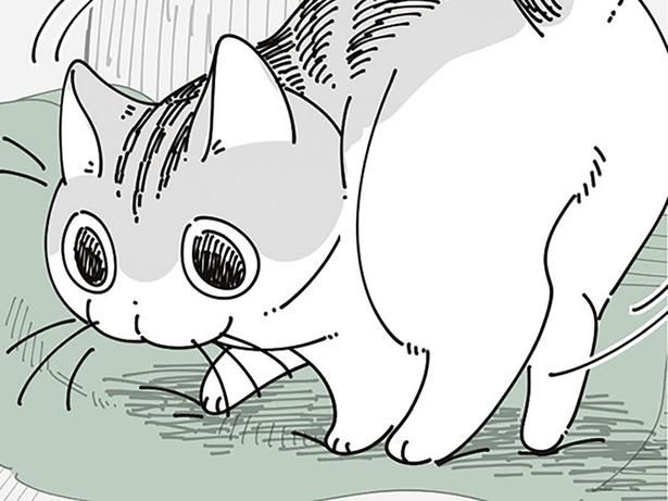 飼い主の服の上で （C）キュルZ／KADOKAWA