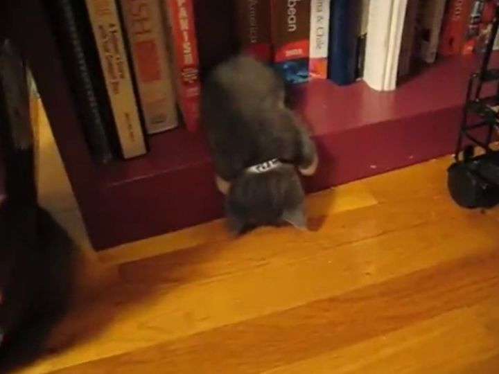 ちょっぴりしんどそうな姿勢で眠る子猫……