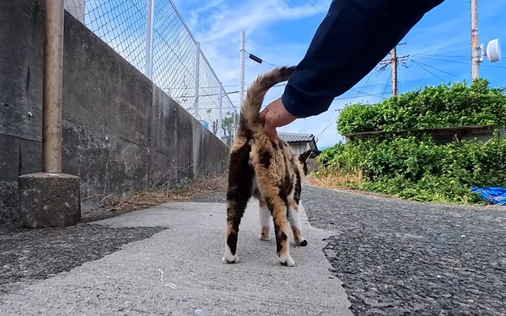 腰トントンを要求する猫