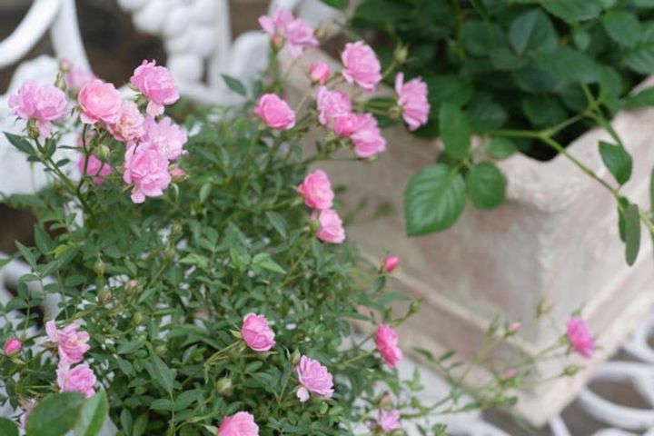 花径1～2㎝のミニバラが可愛すぎる！ ピンクと周囲の白が優しくマッチしています。レンゲの花のようなミニバラはレンゲローズの愛称でも販売されているのでチェックしてみて。
