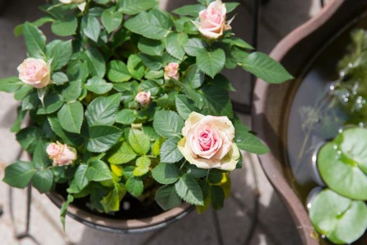 水盤の隣に置いたミニバラの鉢植え。小さいので移動も自由自在。真夏でもぽつぽつと咲き続けて庭を彩ってくれます。