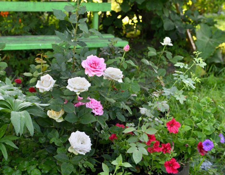 パティオローズのようにも見える小ぶりなバラ。ペチュニアなどと混植して素敵なベンチ周りを演出しています。
